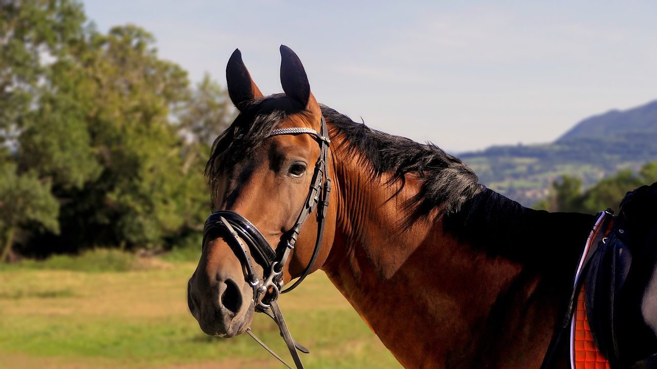 Jakie produkty są niezbędne przy hodowaniu koni?