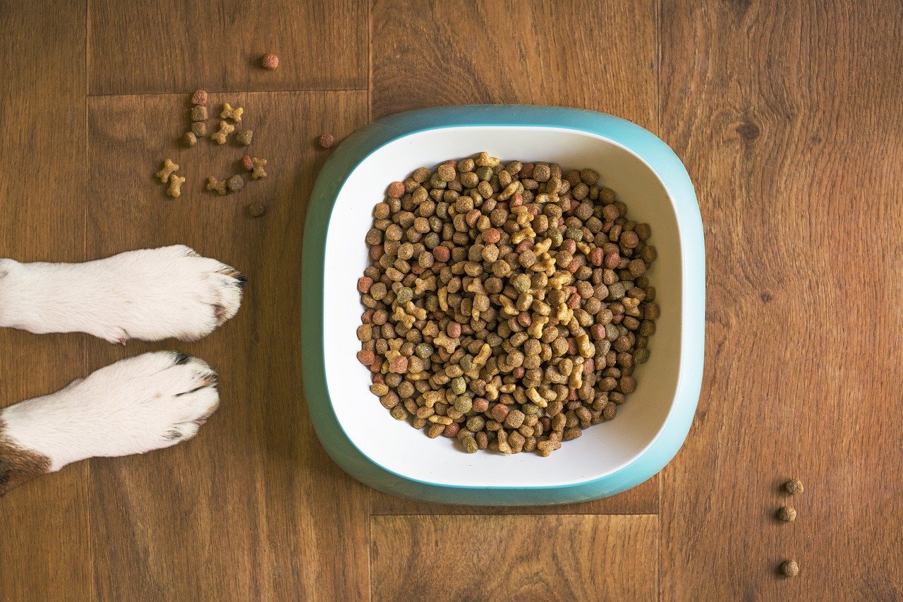 Jaki wpływ na zdrowie psa ma jakość podawanej mu karmy?
