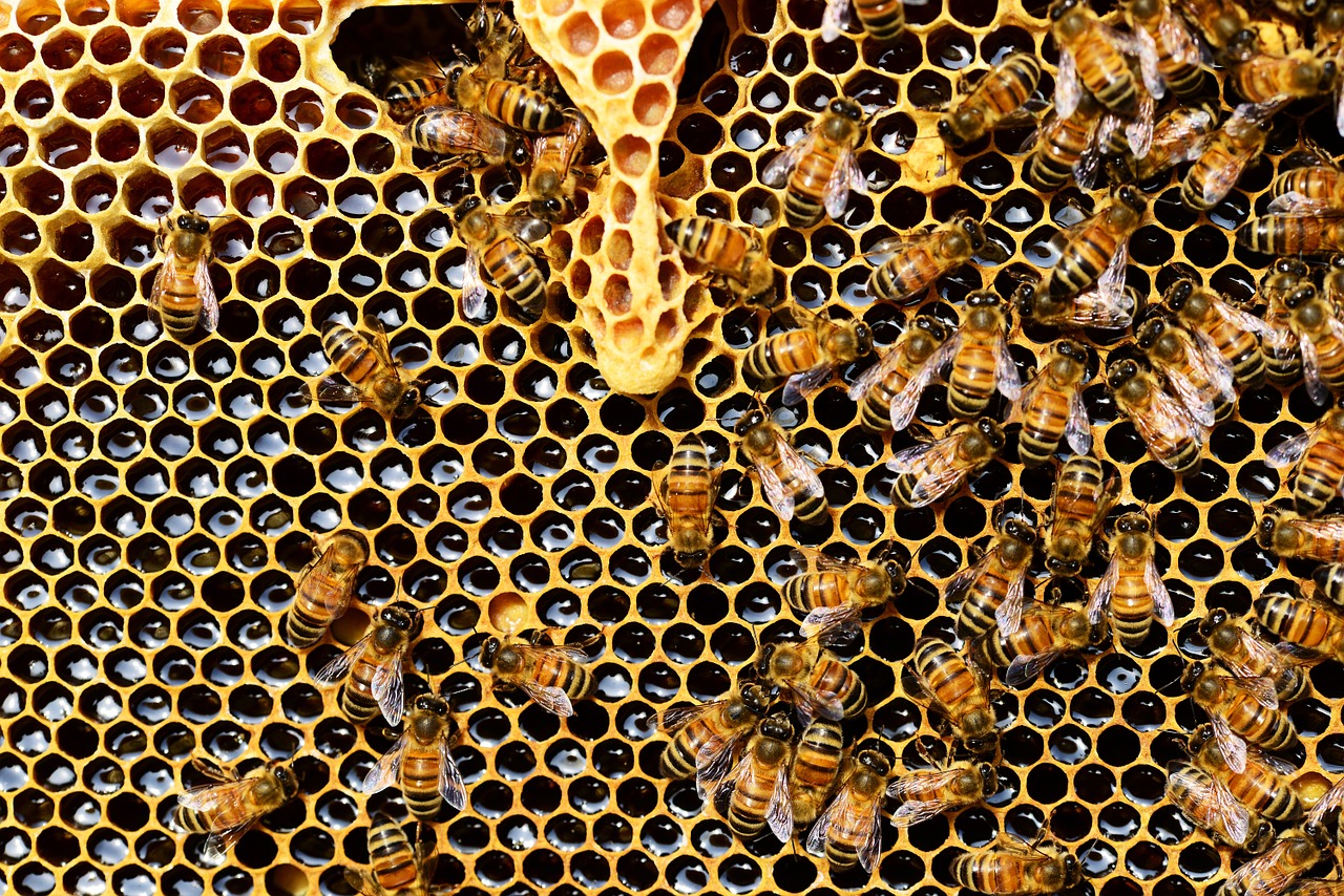Wosk pszczeli i jego zastosowanie